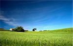 Green field landscape with a great blue sky