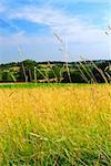 Scenic view on summer agricultural landscape in rural France, closeup on grass