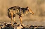 A black-backed Jackal (Canis mesomelas)  in defensive posture, Kalahari desert, South Africa
