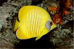 Underwater view of a Yellow butteflyfish (Chaetodon semilarvatus)