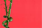 lucky bamboo background, focus is set on bamboo