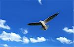 seagull flying against beautiful summer sky