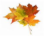 group of multicolored maple leaves on white background, gentle natural shadow under