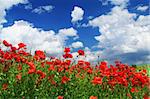 field of red poppies with cumulus clouds, focus is set in foreground