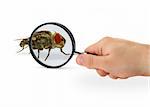 hand magnifying home fly isolated on white background