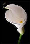 White calla with elegant curves isolated on black