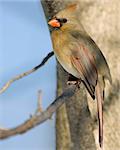 Female Cardinal perched on a branch.