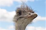 Portrait of an ostrich