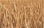 A field of golden wheat grains ready for harvesting.