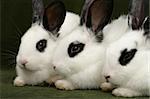 close up portrait of three cute rabbits