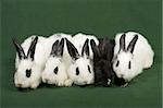 close up portrait of five cute rabbits