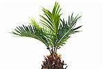 Real dwarf palm tree isolated on white background