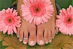 Pedicured feet and pink daisies (Easter Spa)