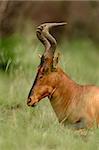 Portrait of a red hartebeest (Alcelaphus buselaphus), Pilanesberg National Park, South Africa