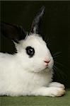 close up portrait of very cute rabbit