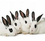 close up portrait of four cute rabbits