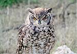 A beautiful eurasian eagle-owl (Bubo Bubo)