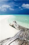 tropical beach: tree trunk left on the sand.