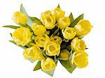 A bunch of yellow tulips on white