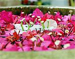 Close-up of flowers floating in water at a spa.