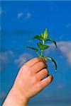 child hands holding plant against blue sky