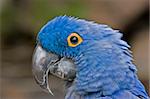 A blue macaw viewed close up.
