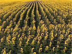 Agricultural field of sunflowers planted in rows.