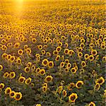 Agricultural field of sunflowers.