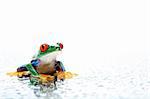 frog closeup with water water droplets on white, a red-eyed tree frog (Agalychnis callidryas)