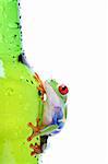 red-eyed tree frog climbing on wet glass, Agalychnis callidryas closeup isolated on white