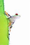 frog on glass - a red-eyed tree frog (Agalychnis callidryas) closeup on green bottle