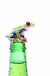 frog on a bottle - red-eyed tree frog (Agalychnis callidryas) on a wet bottle isolated on white