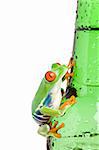 red-eyed tree frog (Agalychnis callidryas) closeup isolated on a wet bottle