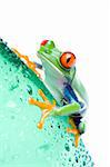 red-eyed tree frog on a water bottle with water droplets, closeup isolated on white