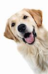 golden retriever portrait dog isolated on a white background