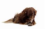 setter retriever dog  isolated on a white background with its pawn on his nose