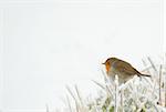 Robin in frozen grass, isolated over white