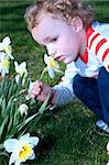 Young boy smelling the daffodils in outside garden