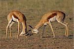 Two male springbok antelopes (Antidorcas marsupialis) fighting for territory, Kalahari desert, South Africa