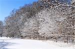 Winter landscape of a sunny forest covered with snow