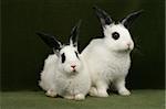close up portrait of twin cute rabbits