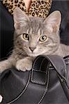 kitten in bag with fur