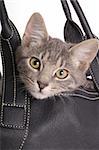 kitten in bag