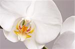 Beautiful White Macro Orchid Flower Blossoms.