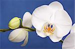 Beautiful White Orchid Branch Blossoms on Blue.