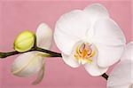 Beautiful White Macro Orchid Flower Blossoms on Pink.