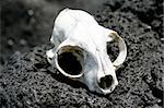 An animal skull bleached by the sun on Rangitoto Island, Hauraki Gulf, New Zealand.