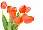A bouquet of elegant tulips