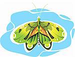 Illustration  of Butterfly in  Green colour