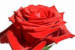 Schließen Sie die Ansicht von einer schönen roten Rose auf weißem Hintergrund
